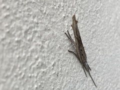 Ypsolopha mucronella