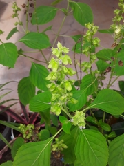 Ocimum campechianum