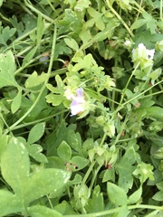 Nemophila phacelioides