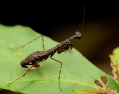 Thrinaconyx