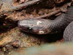 Ninia teresitae