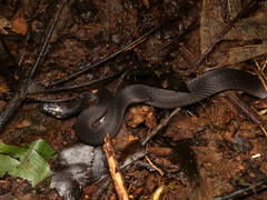 Ninia teresitae