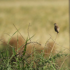 Passer domesticus
