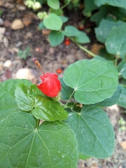 Malvaviscus arboreus