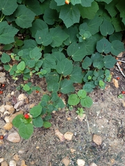 Malvaviscus arboreus