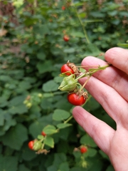 Malvaviscus arboreus