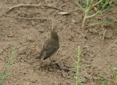 Phylloscopus trochilus