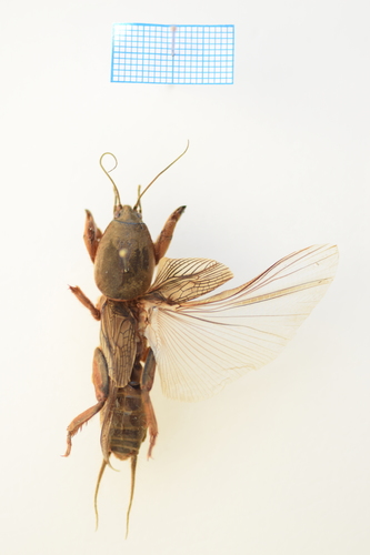 European Mole Cricket photo 4