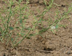 Phylloscopus trochilus