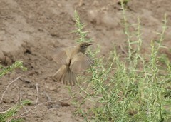 Phylloscopus trochilus