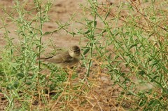 Phylloscopus trochilus