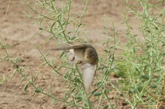 Phylloscopus trochilus