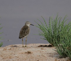 Tringa glareola