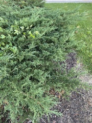Juniperus × pfitzeriana