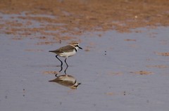 Charadrius alexandrinus