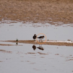 Calidris minuta