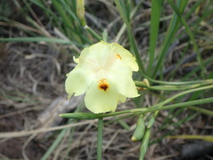 Dietes bicolor bicolor