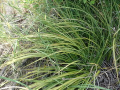 Dietes bicolor bicolor