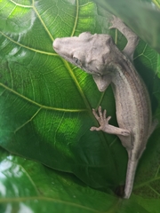Rhacodactylus auriculatus