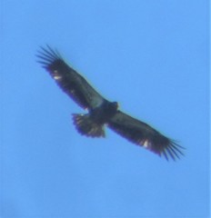 Haliaeetus leucocephalus leucocephalus
