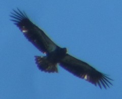 Haliaeetus leucocephalus leucocephalus