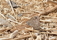 Hipparchia tamadabae