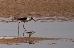 Himantopus himantopus