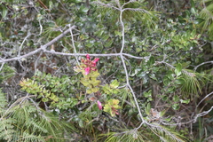Bejaria