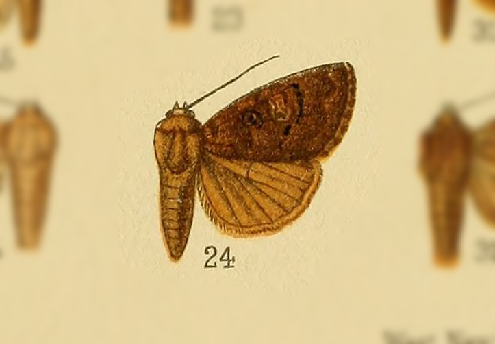 Condica fuliginosa