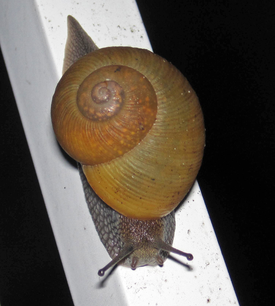 Zachrysia trinitaria
