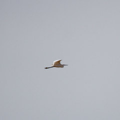 Egretta garzetta