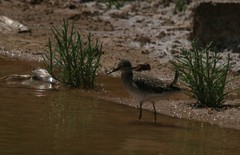 Tringa glareola