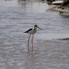 Himantopus himantopus