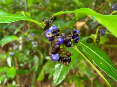 Palicourea brachiata