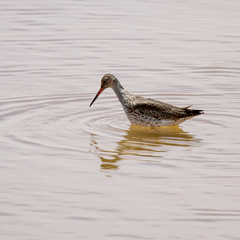 Tringa totanus