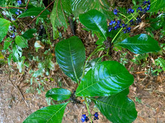 Palicourea brachiata
