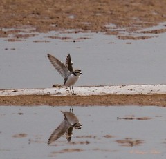 Charadrius alexandrinus