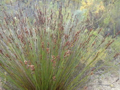 Elegia hookeriana