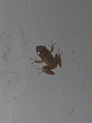 Eleutherodactylus coqui