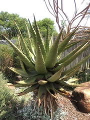 Aloe marlothii