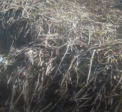 Posidonia oceanica