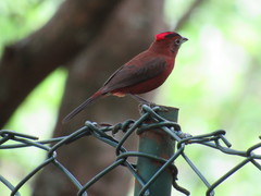 Coryphospingus cucullatus