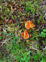 Neottiella