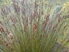 Elegia hookeriana