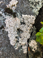 Coccotrema maritimum