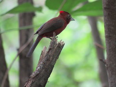 Coryphospingus cucullatus