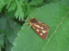 Arctia aulica