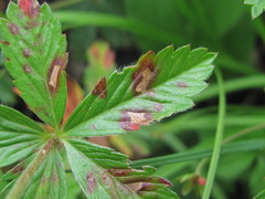 Diplocarpon fragariae
