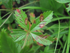 Diplocarpon fragariae