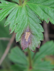 Diplocarpon fragariae